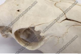 animal skull 0048